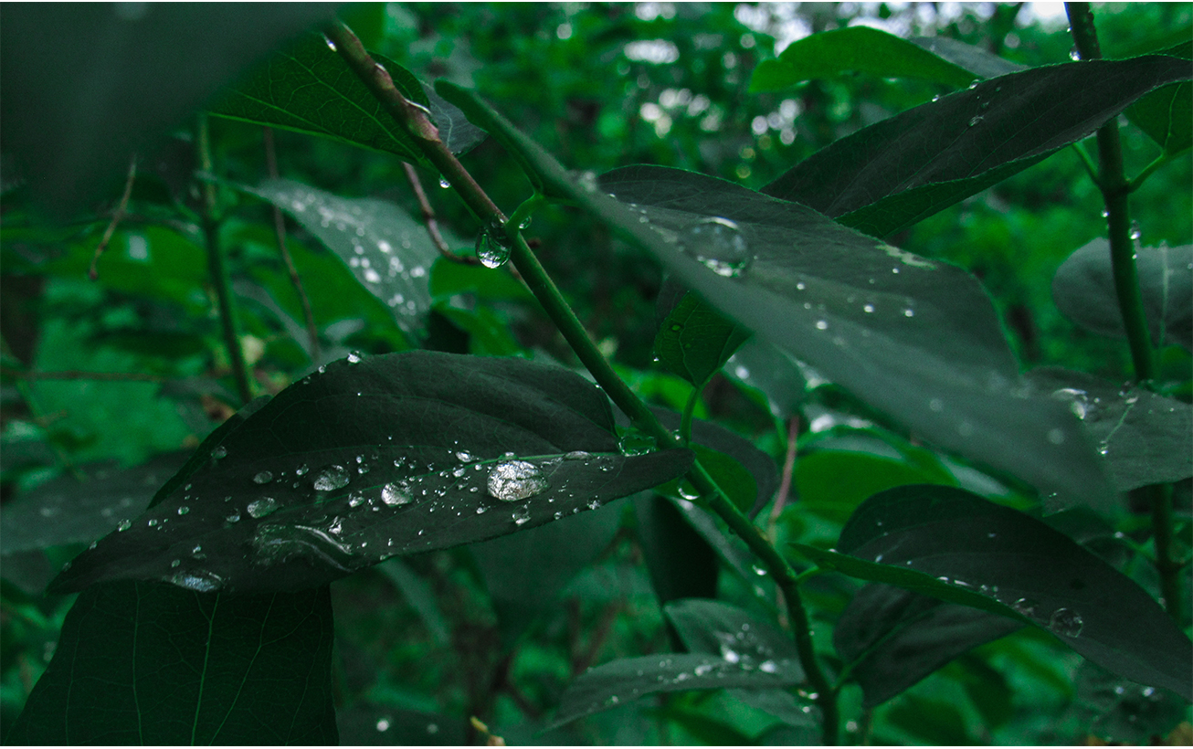 optical fiber cable installation service provider FCST optical fiber cable installation service provider FCST